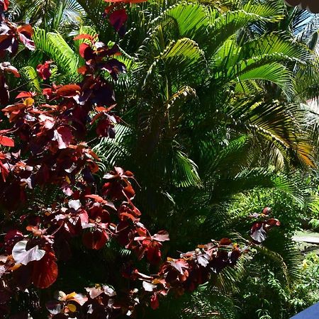 Jardin Sur Mer Terre-De-Haut Zewnętrze zdjęcie